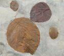 Fossil Leaf Plate (Zizyphoides & Davidia) - Montana #68351-2